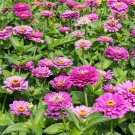 100 Seeds Dream Zinnia Seeds For Garden Planting Fresh For Garden