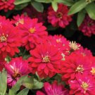 100 Seeds Double Zahara Cherry Zinnia Seeds For Garden Fresh For Garden