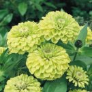 100 Seeds Envy Zinnia Seeds For Garden Planting Fresh For Garden