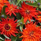 100 Seeds Inca Zinnia Seeds For Garden Planting Fresh For Garden