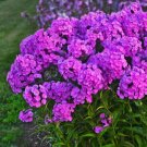 100 Seeds Fashionably Early Flamingo Phlox Seeds For Garden Fresh For Garden
