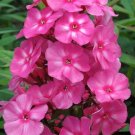100 Seeds Bubblegum Pink Phlox Seeds For Garden Planting Fresh For Garden