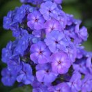100 Seeds Beauty Blue Phlox Seeds For Garden Planting Fresh For Garden