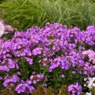 100 Seeds Cover Girl Phlox Seeds For Garden Planting Fresh For Garden