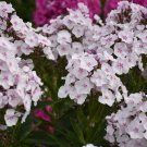100 Seeds Party Girl Phlox Seeds For Garden Planting Fresh For Garden