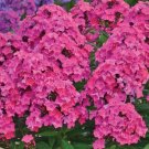 100 Seeds Material Girl Phlox Seeds For Garden Planting Fresh For Garden