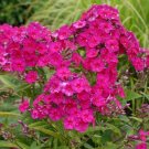 100 Seeds Tenor Phlox Seeds For Garden Planting Fresh For Garden