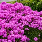 100 Seeds Opening Act Ultrapink Phlox Seeds For Garden Fresh For Garden