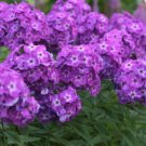100 Seeds Velvet Flame Phlox Seeds For Garden Planting Fresh For Garden