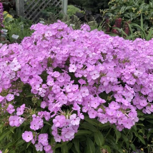 100 Seeds Opening Act Blh Phlox Seeds For Garden Planting Fresh For Garden