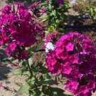 100 Seeds Atralia Phlox Seeds For Garden Planting Fresh For Garden