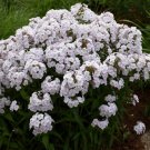 100 Seeds Fashionably Early Crystal Phlox Seeds For Garden Fresh For Garden