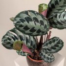 25 Seeds Helen Kennedy Calathea Seeds For Garden Planting Fresh For Garden