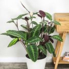25 Seeds Jungle Velvet Calathea Seeds For Garden Planting Fresh For Garden