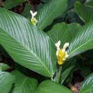 25 Seeds Marantifolia Calathea Seeds For Garden Planting Fresh For Garden