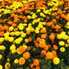 25 Seeds African Sugar & Spice Mix Marigold Seeds For Garden Fresh For Garden
