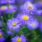 25 Seeds Blue Corn Marigold Seeds For Garden Planting Fresh For Garden
