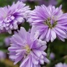 25 Seeds Purple Corn Marigold Seeds For Garden Planting Fresh For Garden