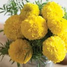 25 Seeds Mary Helen Marigold Seeds For Garden Planting Fresh For Garden