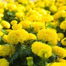 25 Seeds Lemon Drop Marigold Seeds For Garden Planting Fresh For Garden 25 Seeds Lemon Drop Marigold Seeds For Garden Planting Fresh For Garden