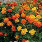 25 Seeds Brocade Marigold Seeds For Garden Planting Fresh For Garden