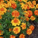 25 Seeds Bolero Marigold Seeds For Garden Planting Fresh For Garden