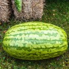 50 Seeds Carolina Cross Watermelon Seeds For Garden Planting Fresh For Garden 50 Seeds Carolina Cross Watermelon Seeds For Garden Planting Fresh For Garden