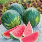 50 Seeds Piccolo Hybrid Seedless Watermelon Seeds Planting Fresh For Garden