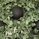 50 Seeds Blacktail Mountain Glenn Drowns Watermelon Seeds Fresh For Garden
