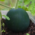 50 Seeds Sugar Baby Watermelon Seeds For Garden Planting Fresh For Garden
