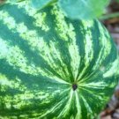 50 Seeds Crimson Sweet Watermelon Seeds For Garden Planting Fresh For Garden