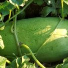 50 Seeds Charleston Gray Watermelon Seeds For Garden Planting Fresh For Garden
