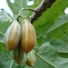25 Seeds Oak Leaved Papaya Seeds For Garden Planting Fresh For Garden