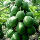 25 Seeds Kamiya Papaya Seeds For Garden Planting Fresh For Garden