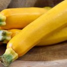 25 Seeds Easy Pick Gold Izucchinsquash Seeds For Planting Fresh For Garden