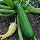 25 Seeds Green Machine Zucchinsquash Seeds For Planting Fresh For Garden