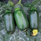 25 Seeds Green Egg Zucchinsquash Seeds For Garden Planting Fresh For Garden