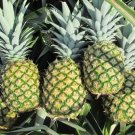 15 Seeds Md2 Pineapple Seeds For Garden Planting Fresh For Garden 15 Seeds Md2 Pineapple Seeds For Garden Planting Fresh For Garden