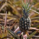 15 Seeds Rondon Pineapple Seeds For Garden Planting Fresh For Garden