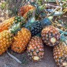 15 Seeds Pernambuco Pineapple Seeds For Garden Planting Fresh For Garden