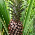 15 Seeds Smooth Cayenne Pineapple Seeds For Garden Planting Fresh For Garden 15 Seeds Smooth Cayenne Pineapple Seeds For Garden Planting Fresh For Garden