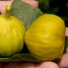 100 Seeds Smith Fig Seeds For Garden Planting Fresh For Garden