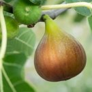 100 Seeds Flanders Fig Seeds For Garden Planting Fresh For Garden