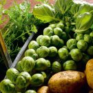 500 Seeds Nelson F1 Brsels Sprouts Seeds For Garden Planting Fresh For Garden