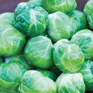 500 Seeds Mighty Brsels Sprouts Seeds For Planting Fresh For Garden 500 Seeds Mighty Brsels Sprouts Seeds For Planting Fresh For Garden
