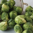 500 Seeds Churchill Brsels Sprouts Seeds For Garden Planting Fresh For Garden