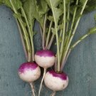 500 Seeds Burpees Purple Top Rutabaga Seeds For Planting Fresh For Garden