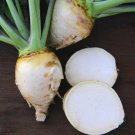 500 Seeds Gilfeather Rutabaga Seeds For Garden Planting Fresh For Garden