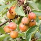 25 Seeds White Star Crabapple Seeds For Garden Planting Fresh For Garden 25 Seeds White Star Crabapple Seeds For Garden Planting Fresh For Garden