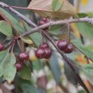 25 Seeds Royal Beauty Crabapple Seeds For Garden Planting Fresh For Garden